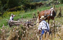 Erntewagen in Terenten