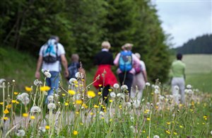 Wandern in der Natur