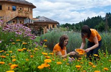 Kräuter sammeln im Hauseigenen Garten