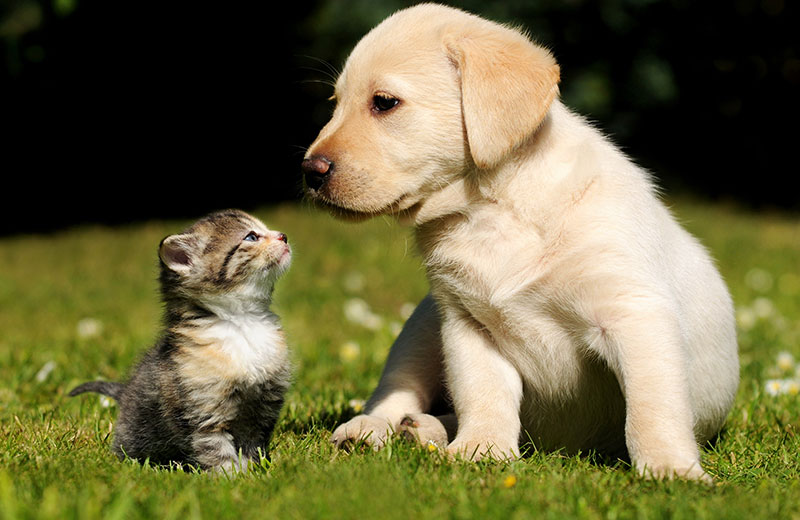 Urlaub auf dem Bauernhof Bruneck